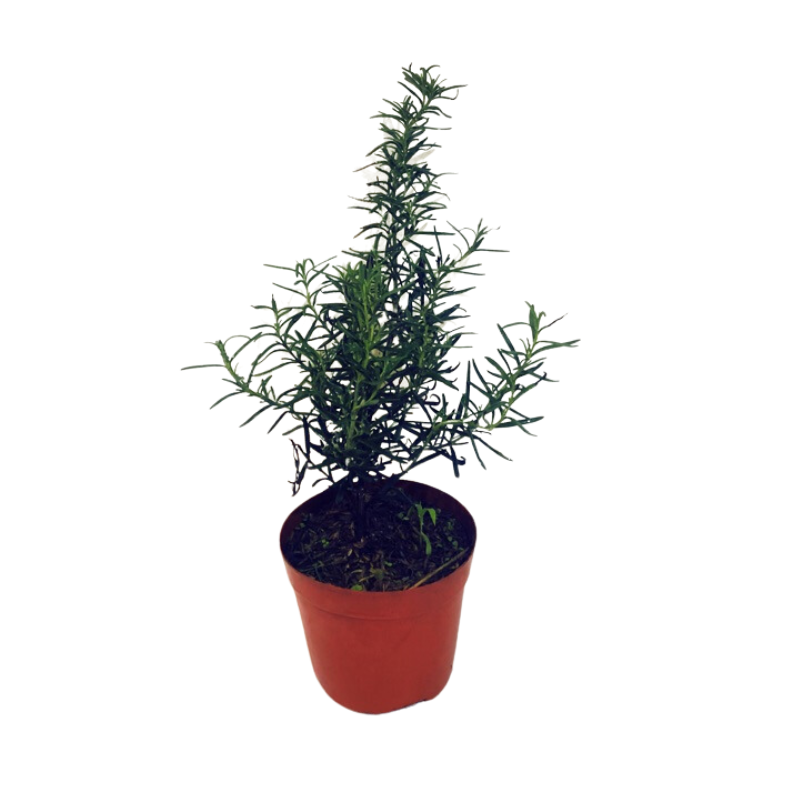 Cây hương thảo - rosemary.png