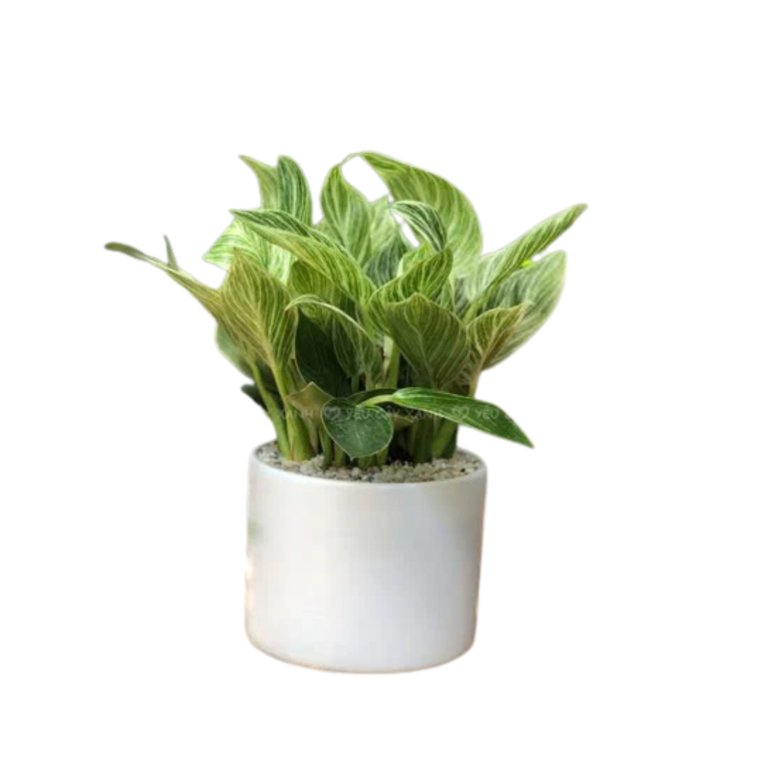 ELLE Blinh-7.png