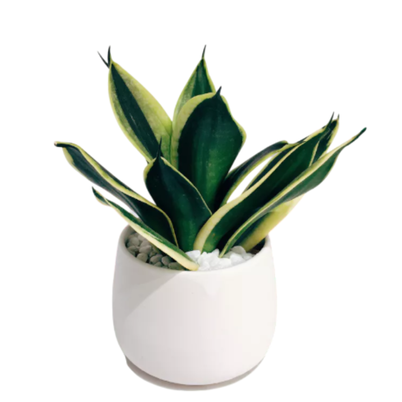 ELLE aff (24).png