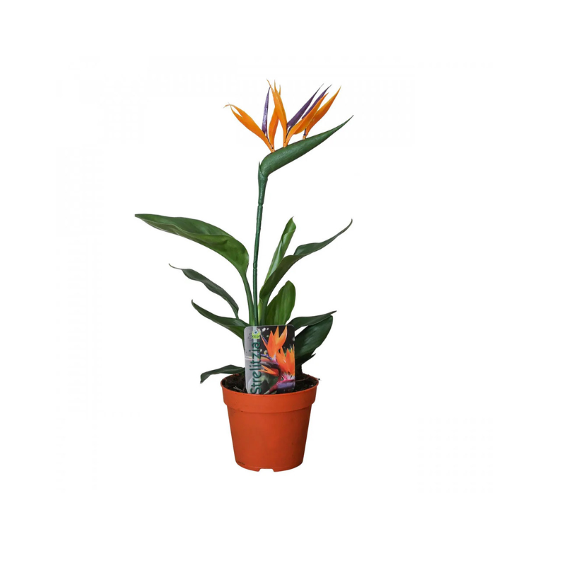 Kệ Thanh Ngang Treo - 2025-11-22T234644.069.png