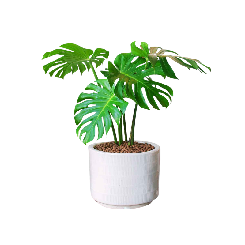 Kệ Thanh Ngang Treo - 2025-11-24T125921.540.png