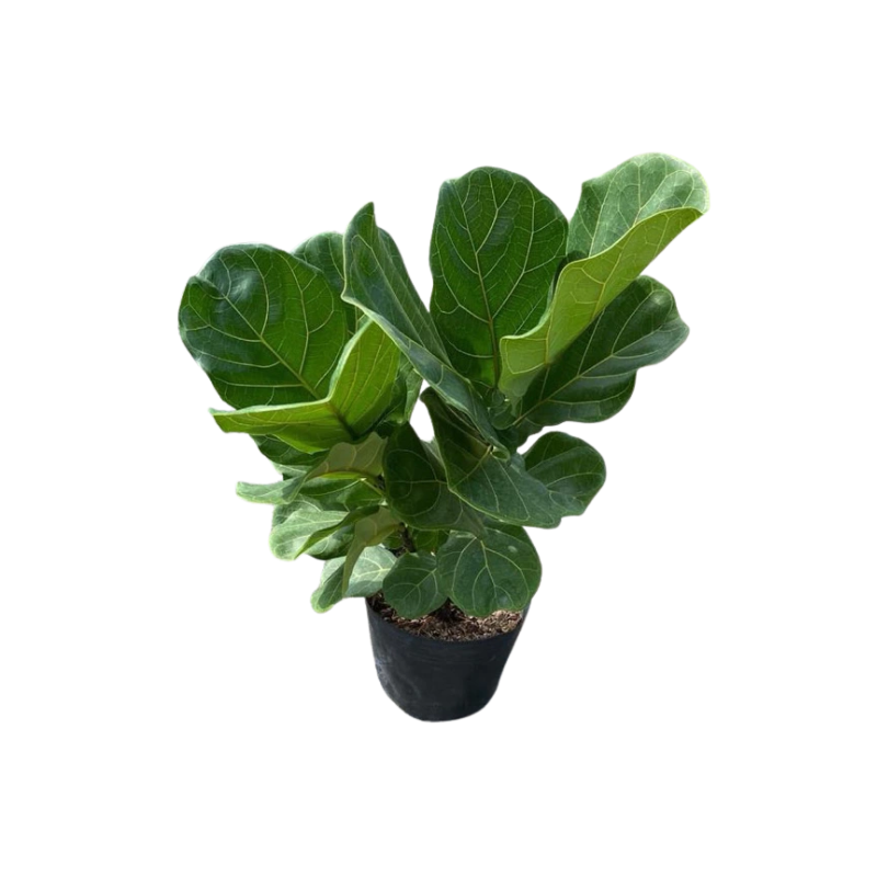 Kệ Thanh Ngang Treo - 2025-11-24T130734.734.png