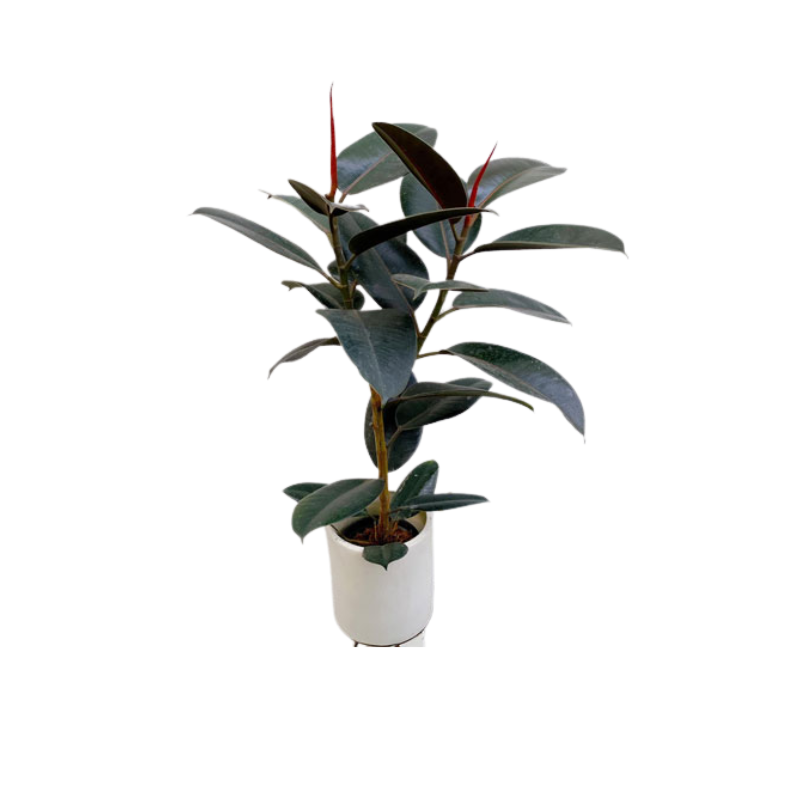 Kệ Thanh Ngang Treo - 2025-11-24T134423.716.png