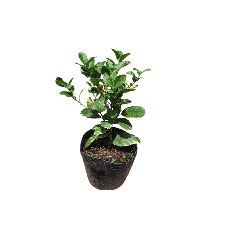 Kệ Thanh Ngang Treo - 2025-11-24T135451.867.png