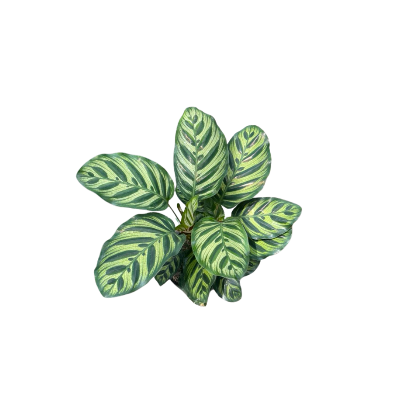 Kệ Thanh Ngang Treo - 2025-11-24T135717.496.png