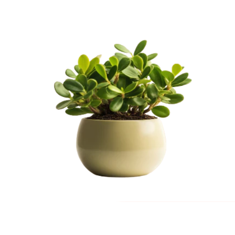 Kệ Thanh Ngang Treo (4).png