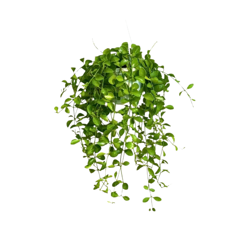 Kệ Thanh Ngang Treo (5).png