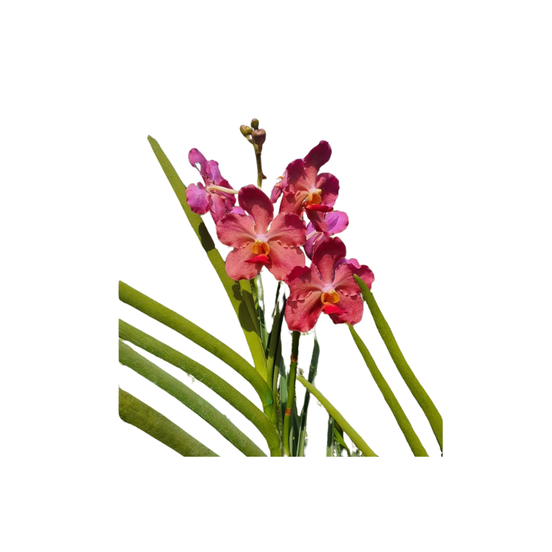 Thiết kế chưa có tên - 2025-06-13T132627.832.png