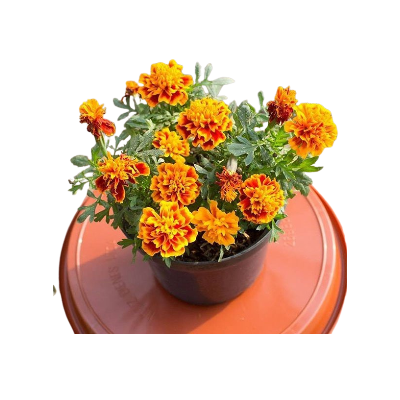 Thiết kế chưa có tên - 2025-06-13T134547.724.png
