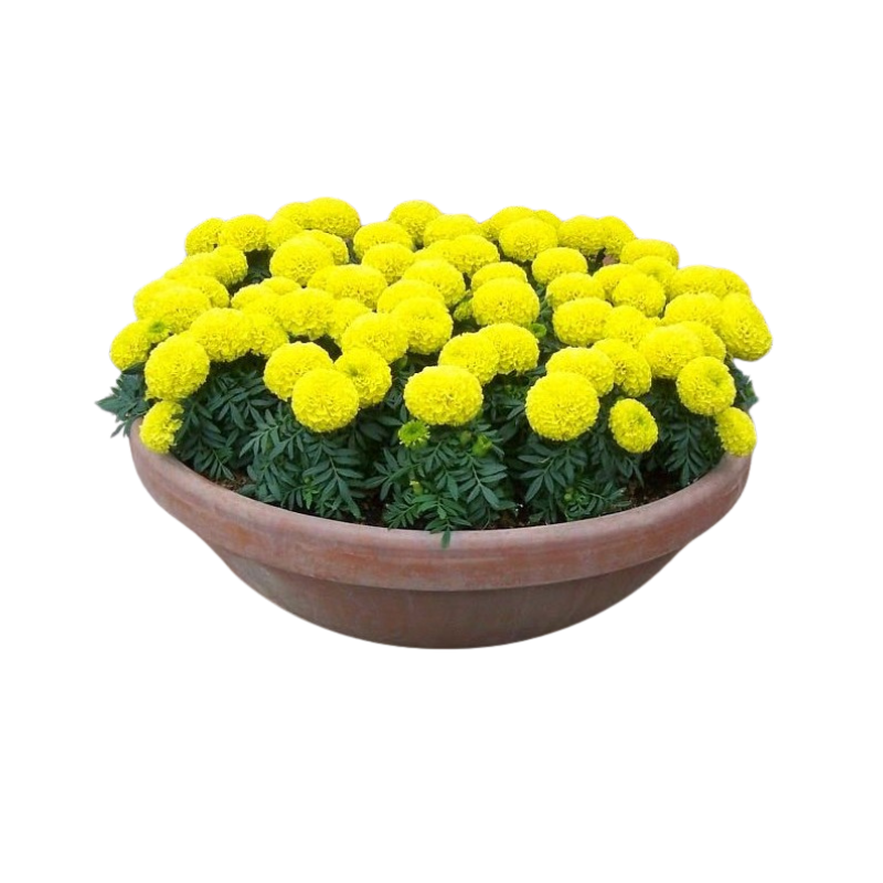 Thiết kế chưa có tên - 2025-06-13T135136.394.png