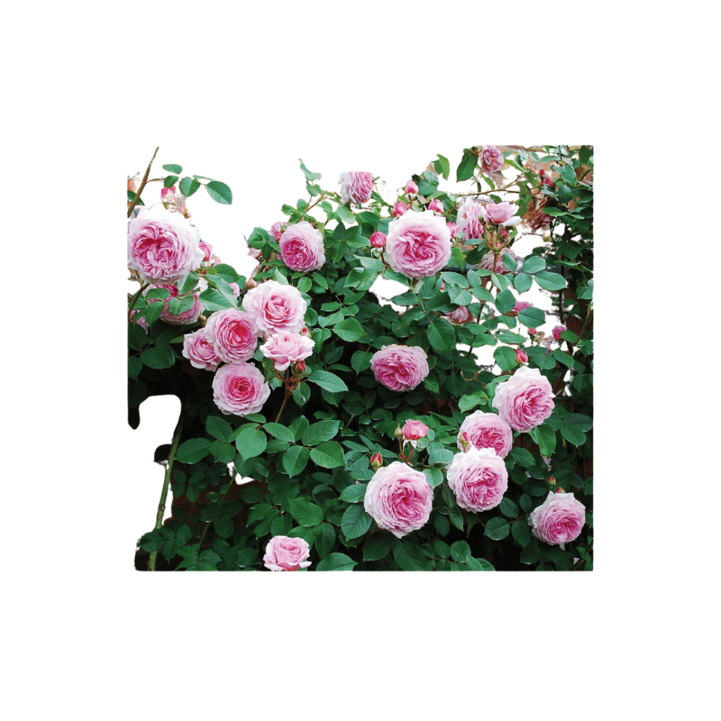 Thiết kế chưa có tên - 2025-06-13T135904.024.png