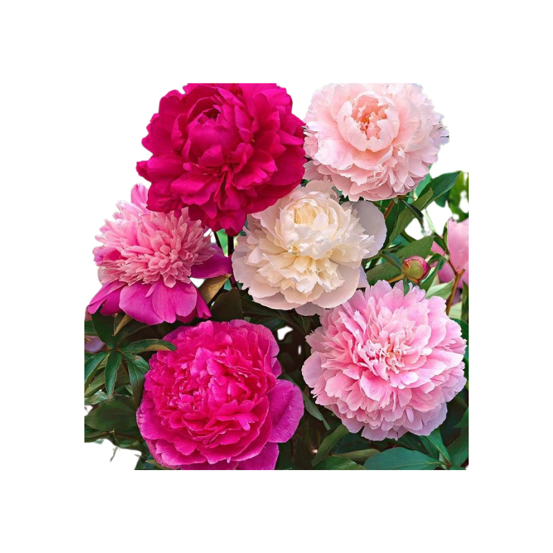 Thiết kế chưa có tên - 2025-06-13T141659.130.png