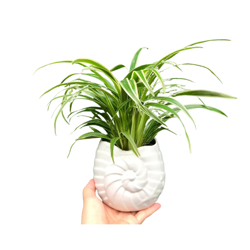 Thiết kế chưa có tên - 2025-06-25T153512.898.png
