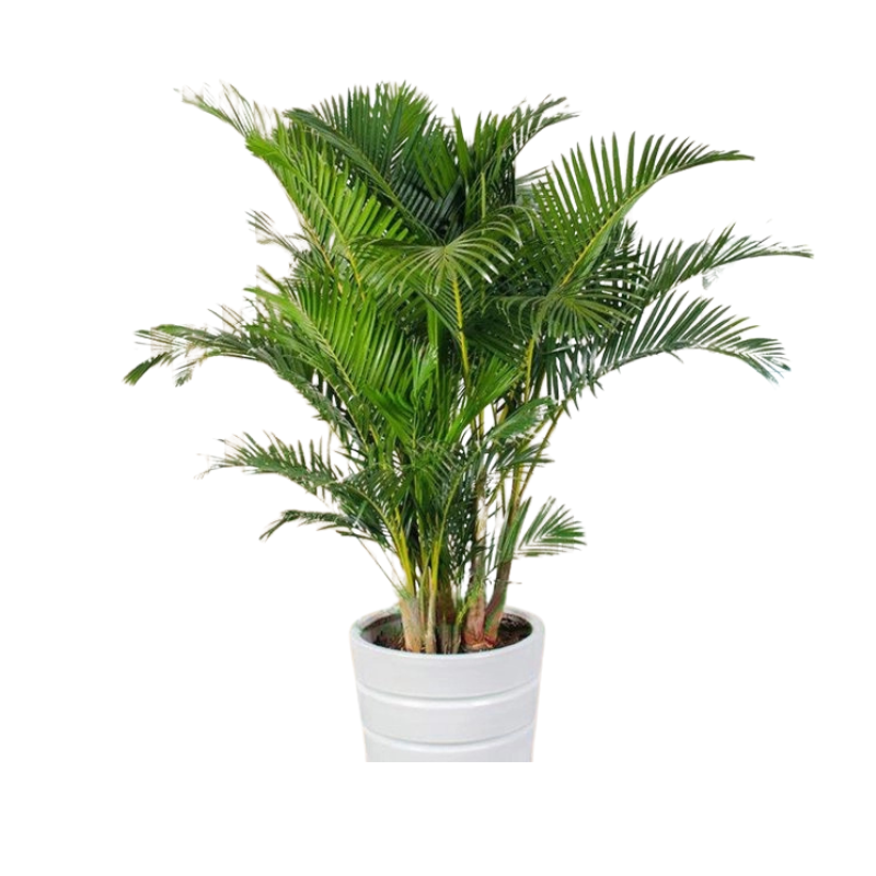Thiết kế chưa có tên - 2025-06-25T154017.318.png