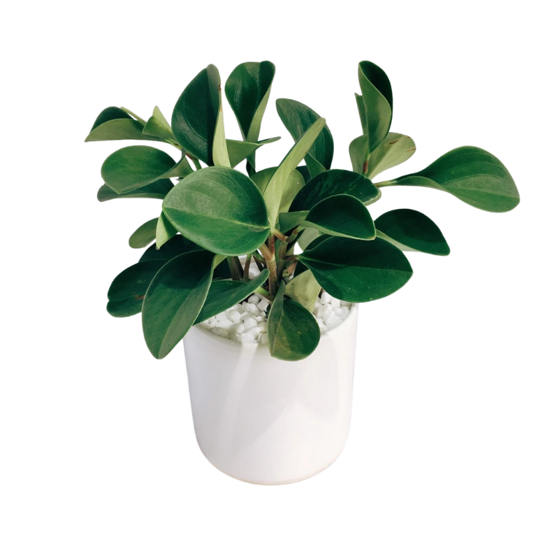 Thiết kế chưa có tên - 2025-07-06T145855.803.png