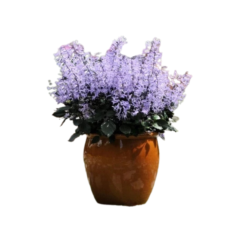 Thiết kế chưa có tên (31).png