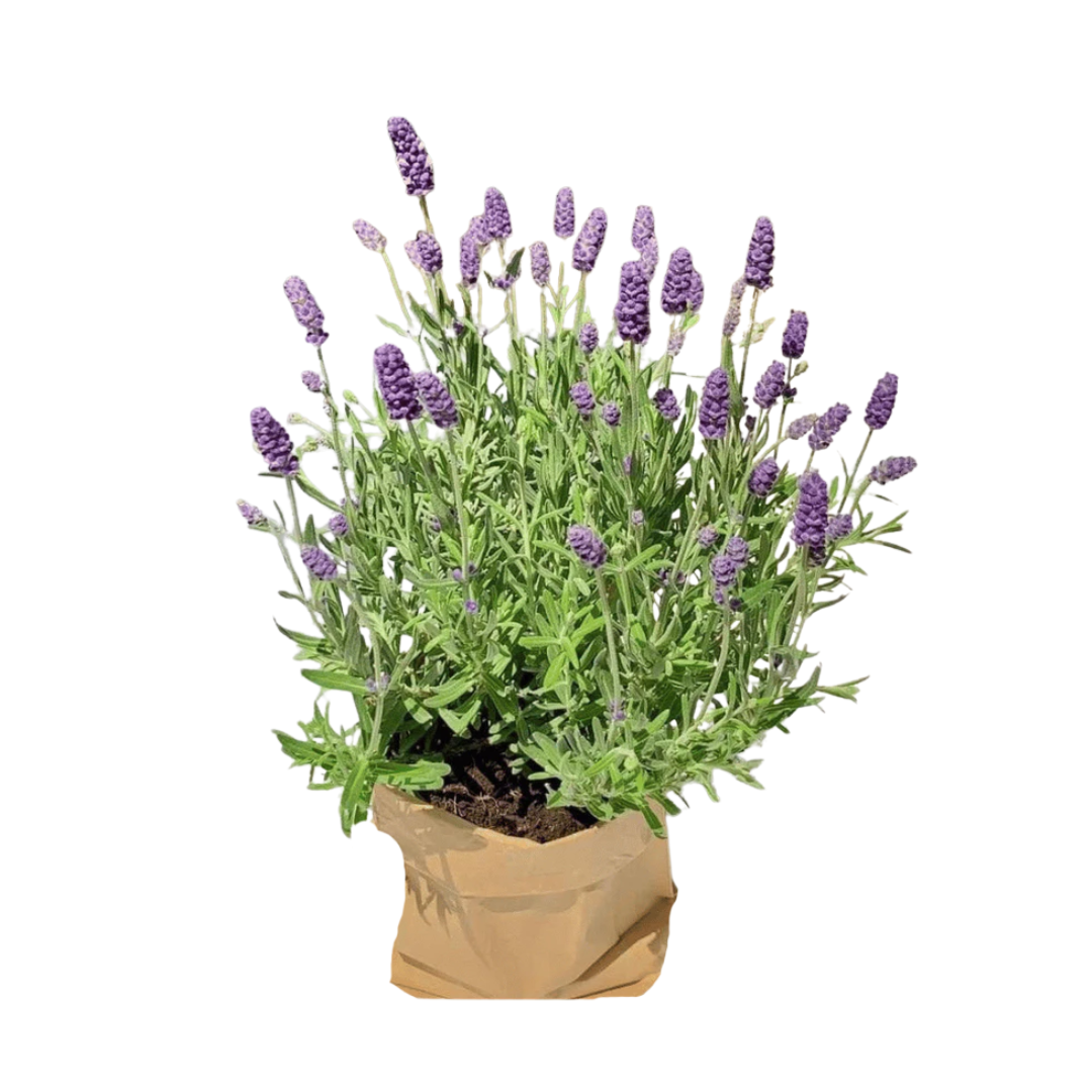 Untitled design - 2025-08-26T114948.256.png
