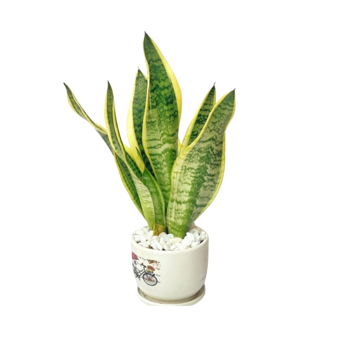 Untitled design - 2025-08-26T115405.595.png