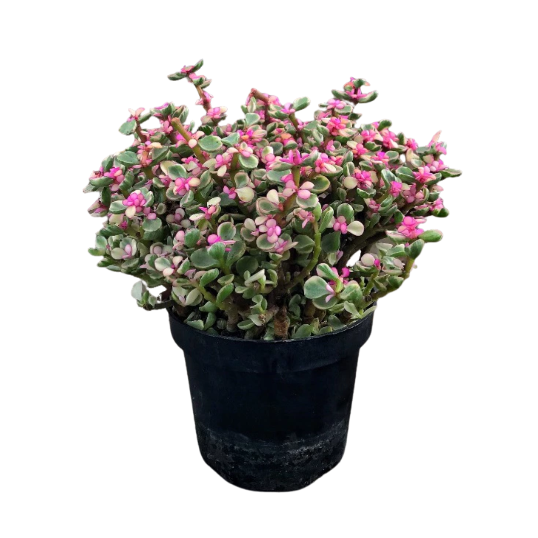 Untitled design - 2025-08-26T120218.296.png