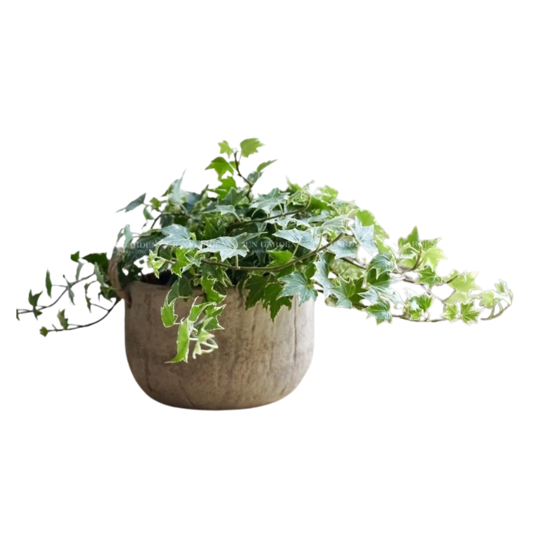 Untitled design - 2025-08-26T120905.492.png