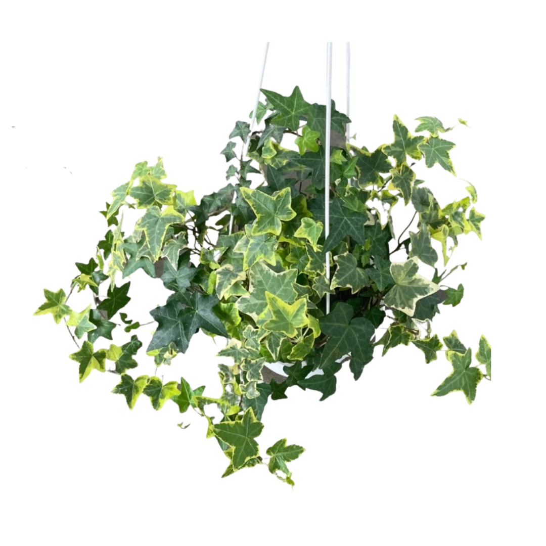 Untitled design - 2025-08-26T121059.182.png