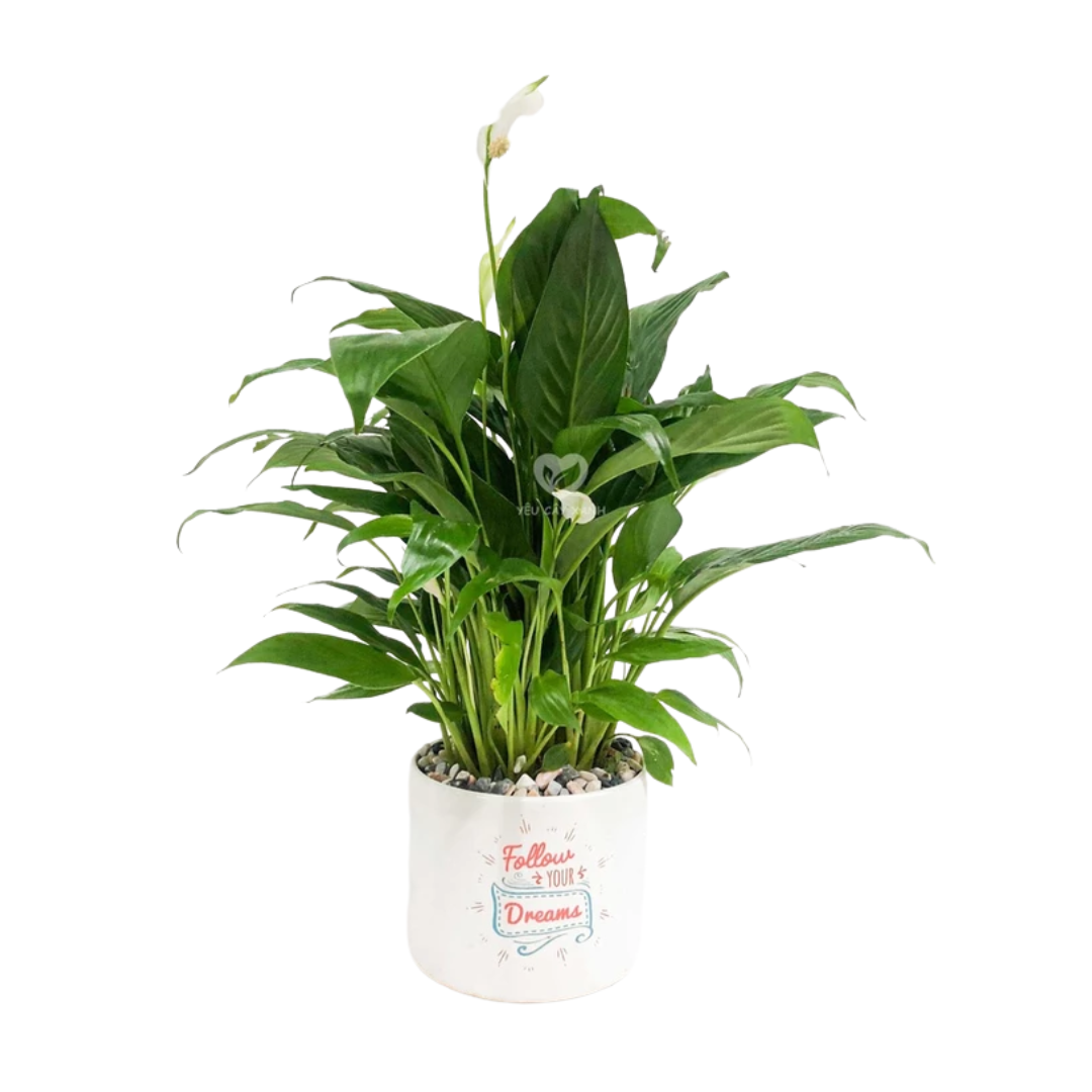 Untitled design - 2025-08-26T123339.026.png