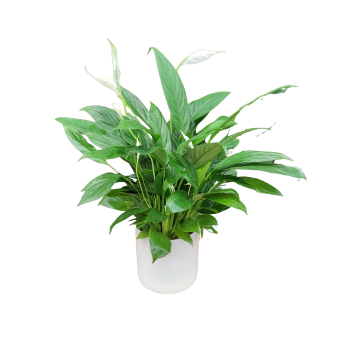 Untitled design - 2025-08-26T123513.354.png