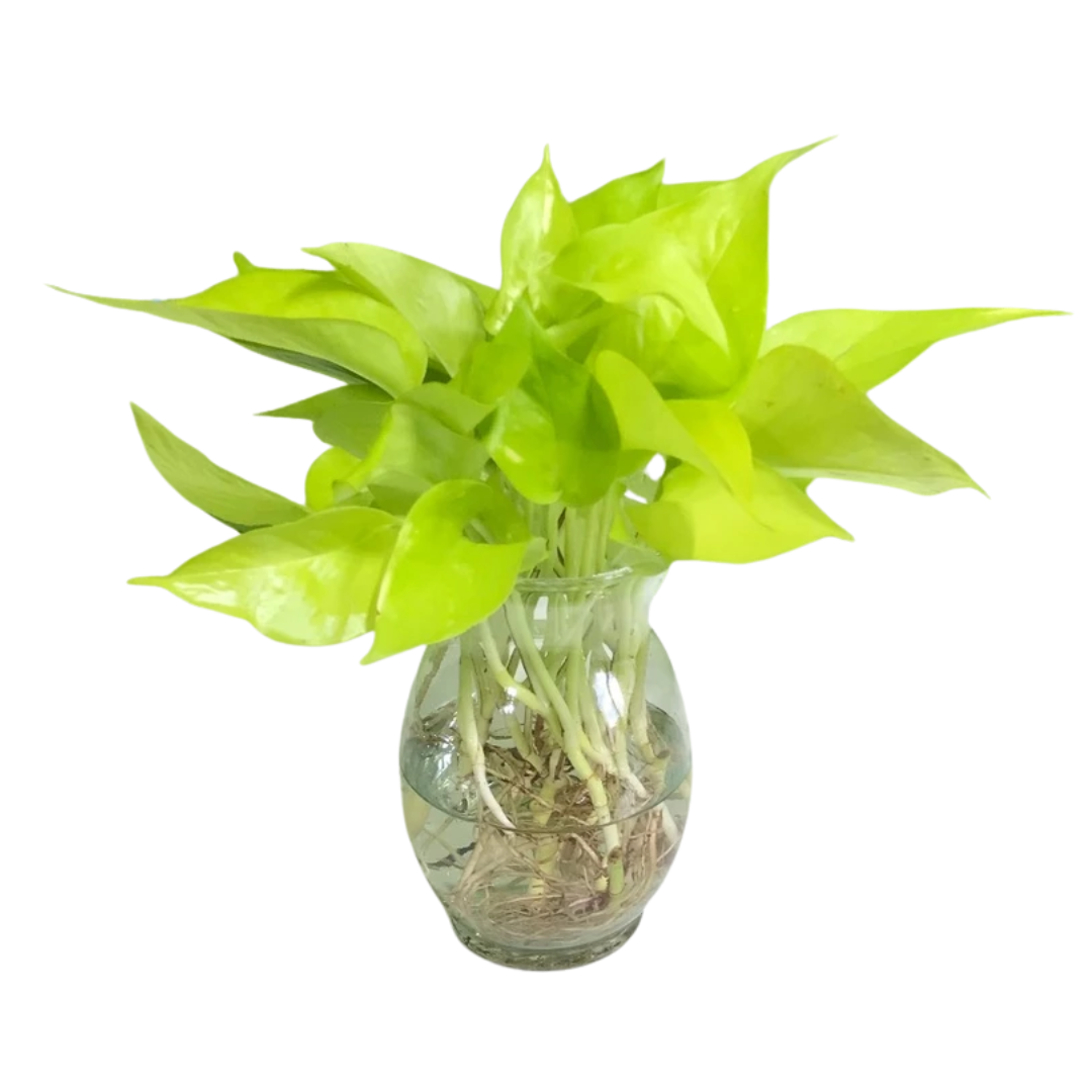 Untitled design - 2025-08-26T124052.168.png