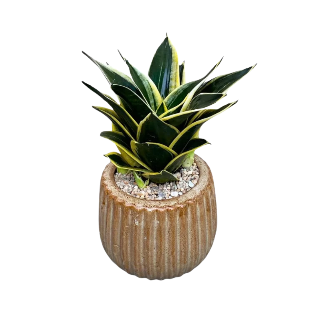 Untitled design - 2025-08-26T125141.653.png