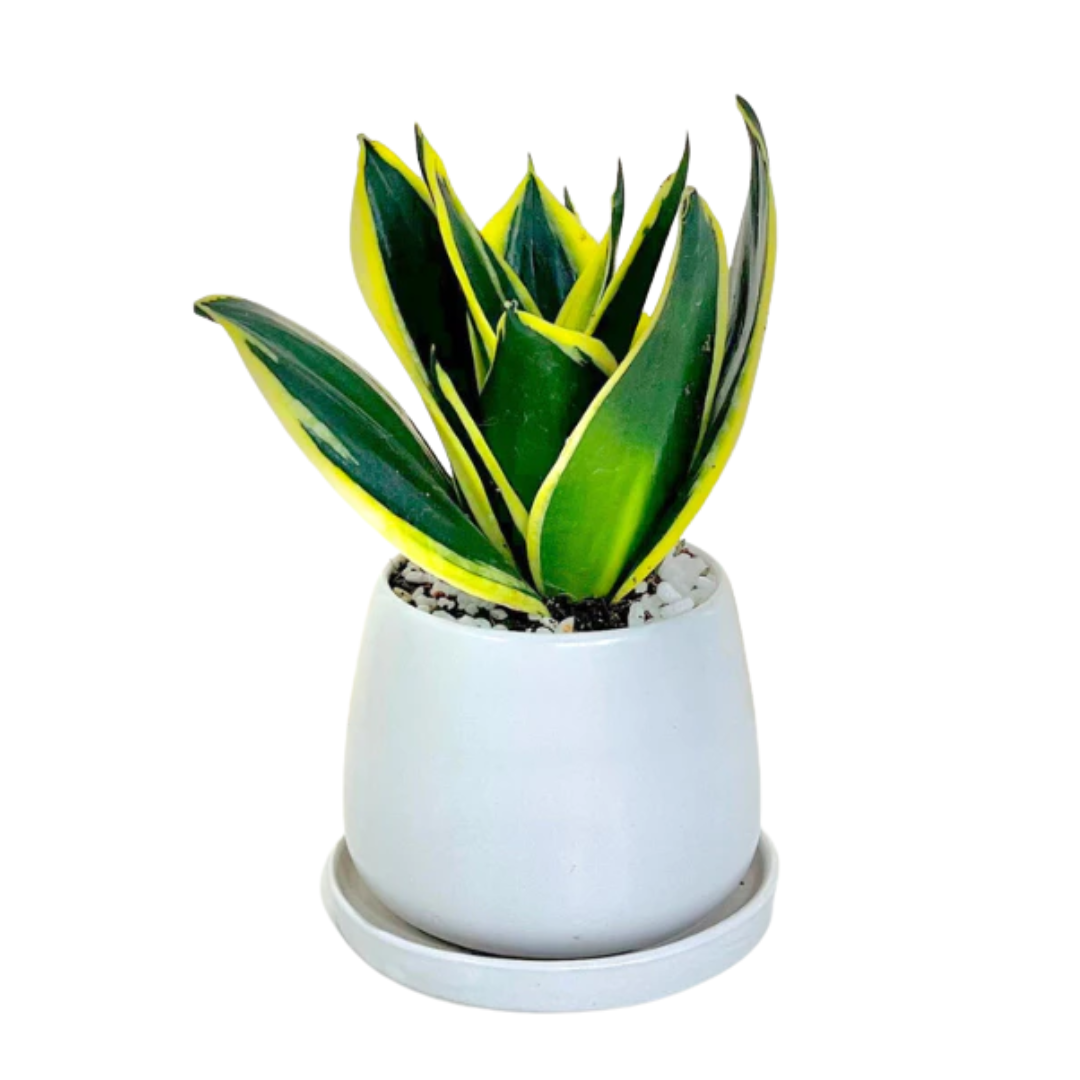 Untitled design - 2025-08-26T125534.712.png